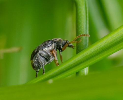 Bruchinae